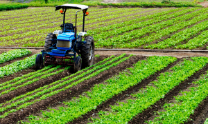 Agriculture in Haryana