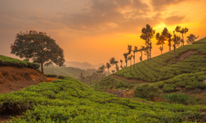 Agriculture in India