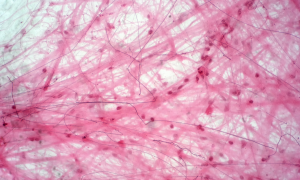 Animal Tissue