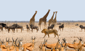 Classification of Animal Kingdom