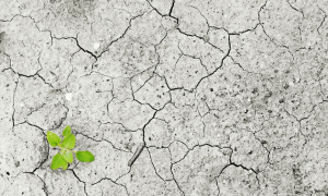 Climatic Diversity in the Indian Subcontinent