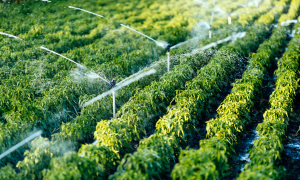 Irrigation in Haryana