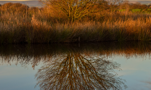 MIRROR AND WATER IMAGE