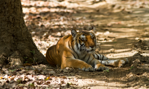 National Parks in India