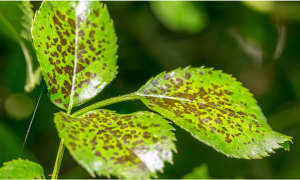 Plant Diseases