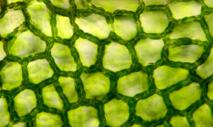 Plant Tissue