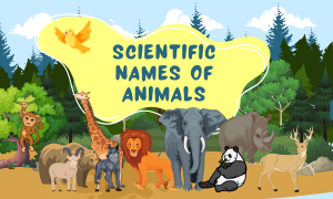 Scientific Names of Animals