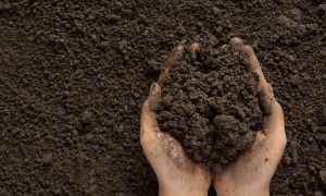 Soils of Haryana