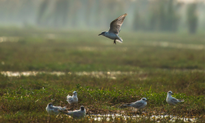 State-wise Bird Sanctuaries in India