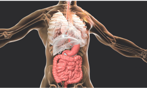 System of Human Body