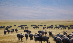 Wildlife Sanctuaries