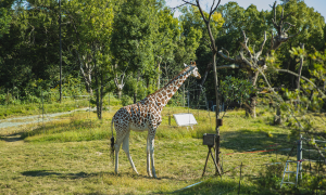 Wildlife Sanctuaries in India